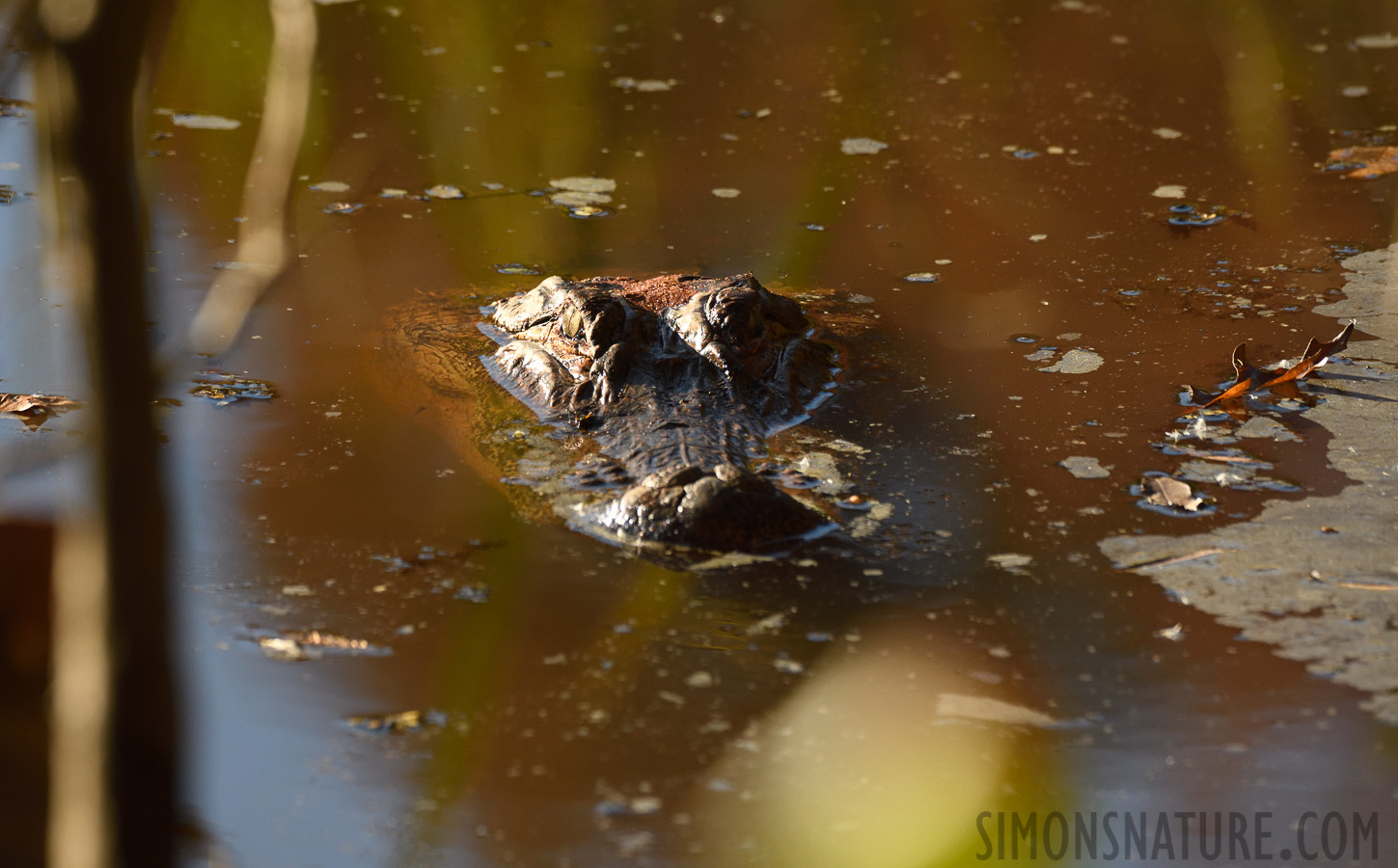 Alligator mississippiensis [400 mm, 1/1250 sec at f / 7.1, ISO 800]